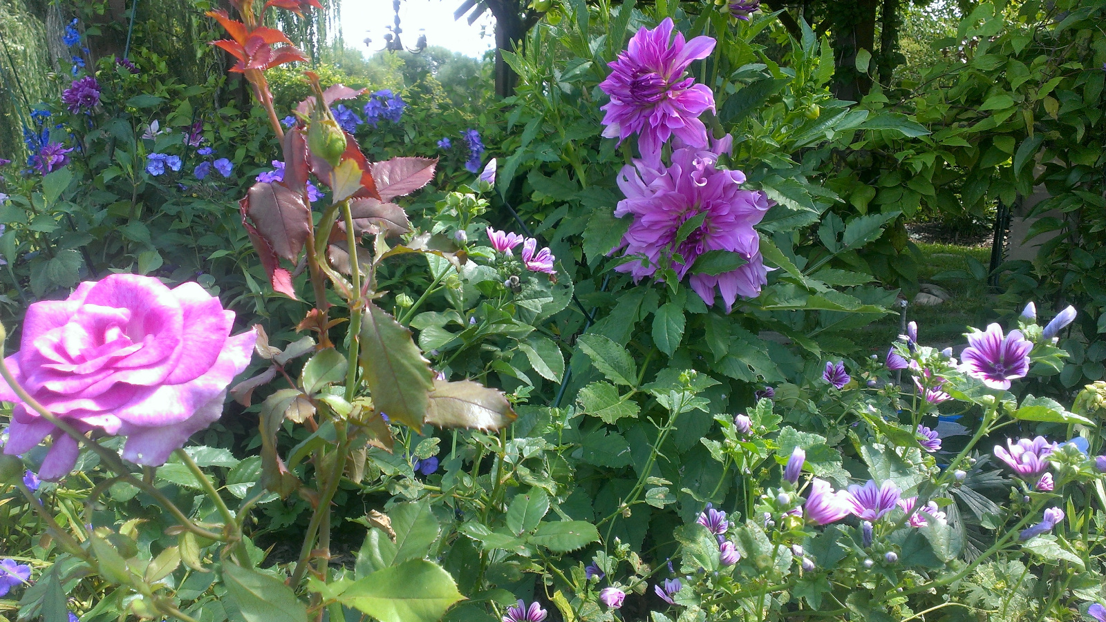Phlox, Dahlia, Rose, Delphinium and Malva in bloom